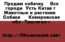 Продам собачку  - Все города, Усть-Катав г. Животные и растения » Собаки   . Кемеровская обл.,Таштагол г.